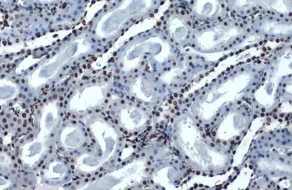 Histone H4 [ac Lys16] Antibody (1271) - Azide and BSA Free