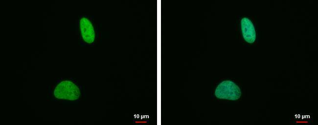Histone H4 [Dimethyl Lys20] Antibody (282) - Azide and BSA Free