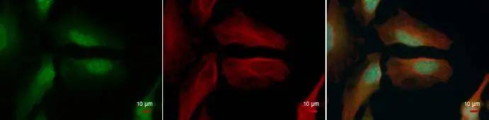 Histone H4 [Trimethyl Lys20] Antibody