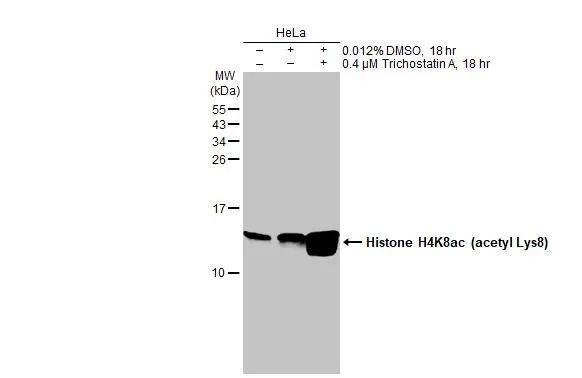 Histone H4 [ac Lys8] Antibody