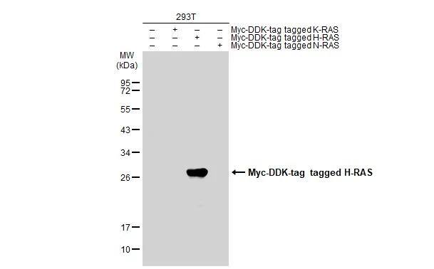 HRAS Antibody - BSA Free