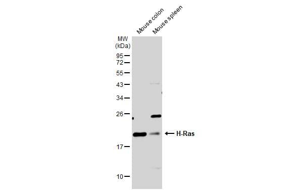 HRAS Antibody - BSA Free