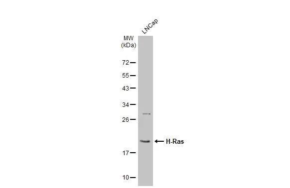 HRAS Antibody - BSA Free