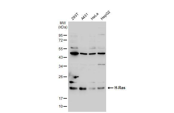 HRAS Antibody - BSA Free