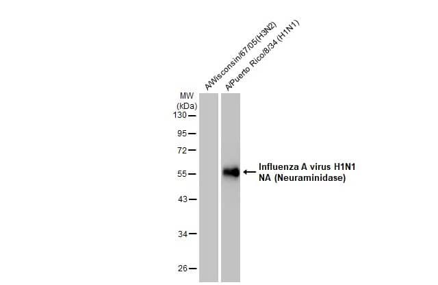 Influenza A H1N1 Neuraminidase Antibody - (A/WSN/1933)