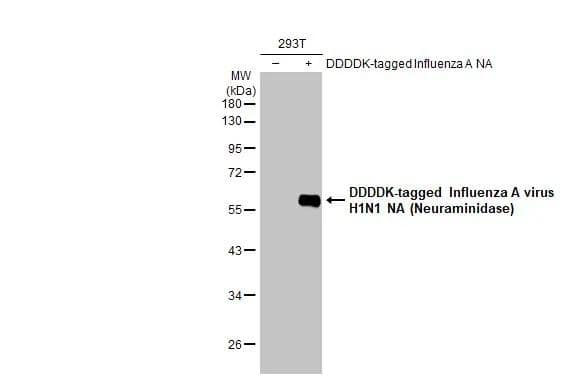 Influenza A H1N1 Neuraminidase Antibody - (A/WSN/1933)
