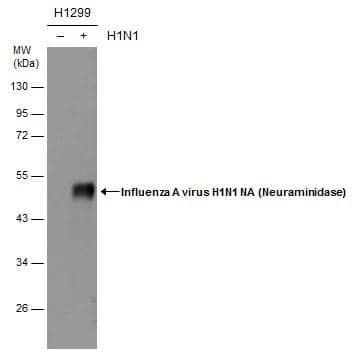 Influenza A H1N1 Neuraminidase Antibody - (A/WSN/1933)