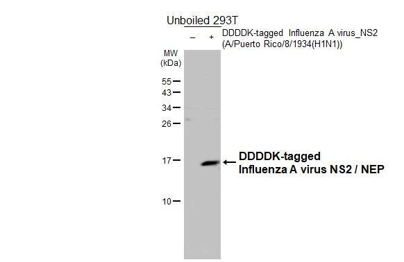 Influenza A H1N1 NS2 Antibody - (A/Puerto Rico/8/1934) - BSA Free