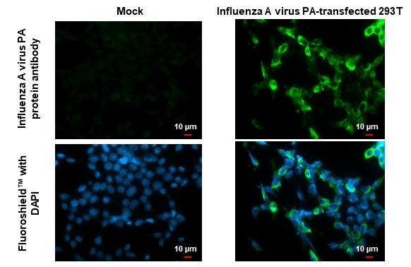 Influenza A H1N1 PA Antibody - (A/WSN/1933) - BSA Free