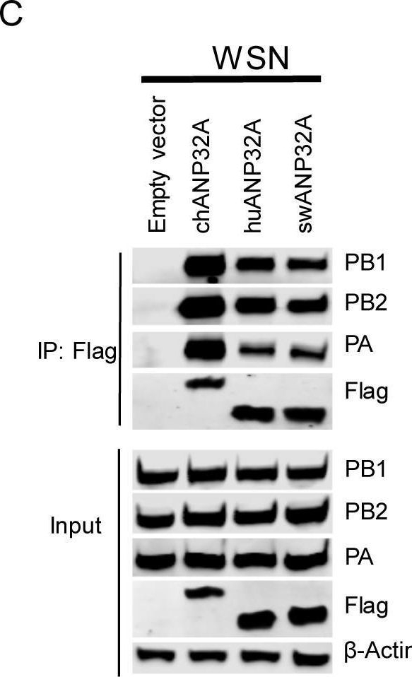 Influenza A H1N1 PA Antibody - (A/WSN/1933) - BSA Free