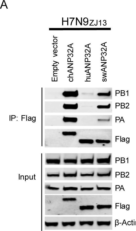 Influenza A H1N1 PA Antibody - (A/WSN/1933) - BSA Free