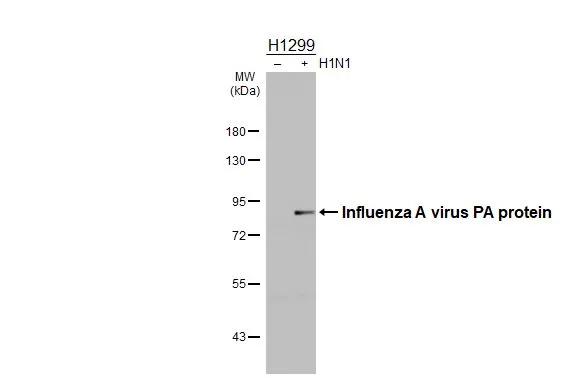 Influenza A H1N1 PA Antibody - (A/WSN/1933) - BSA Free