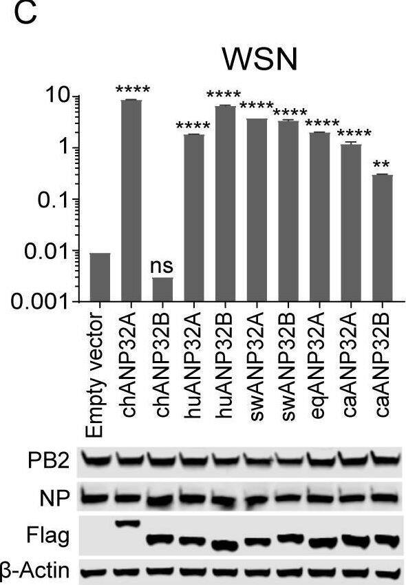 Influenza A H1N1 PB2 Antibody - BSA Free