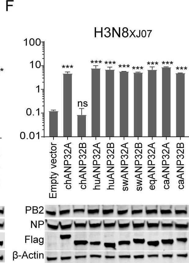 Influenza A H1N1 PB2 Antibody - BSA Free