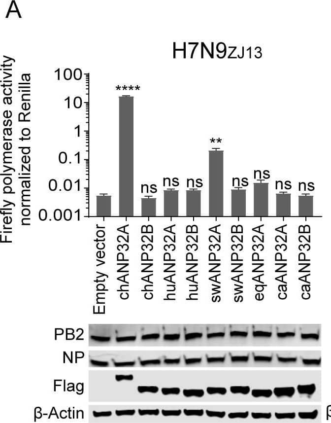 Influenza A H1N1 PB2 Antibody - BSA Free