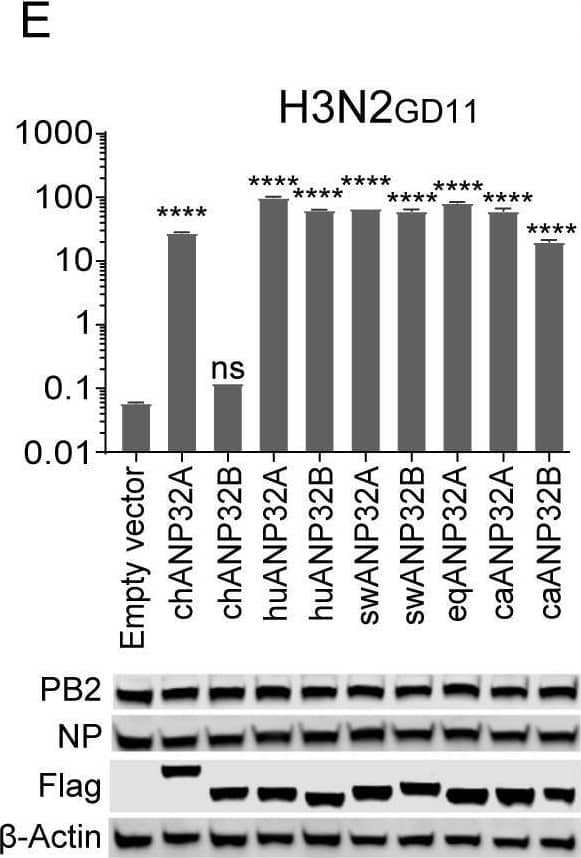 Influenza A H1N1 PB2 Antibody - BSA Free