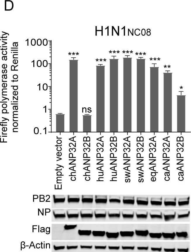 Influenza A H1N1 PB2 Antibody - BSA Free