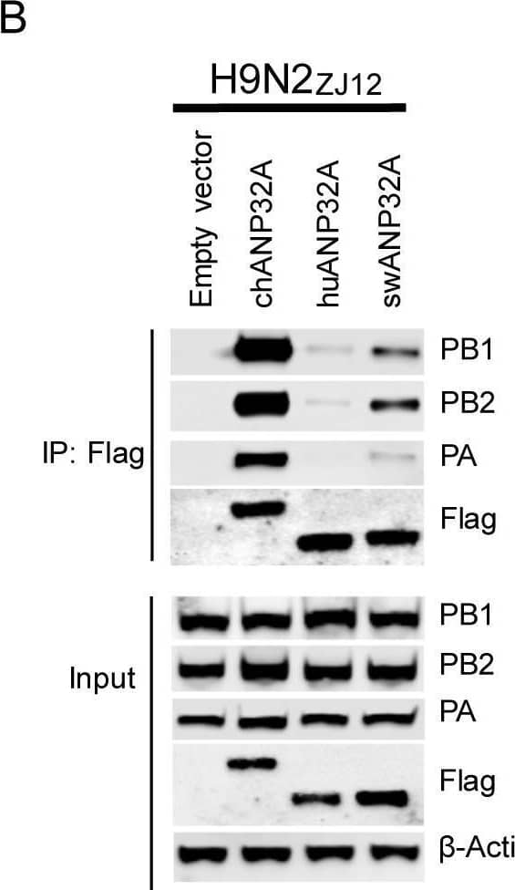 Influenza A H1N1 PB2 Antibody - BSA Free