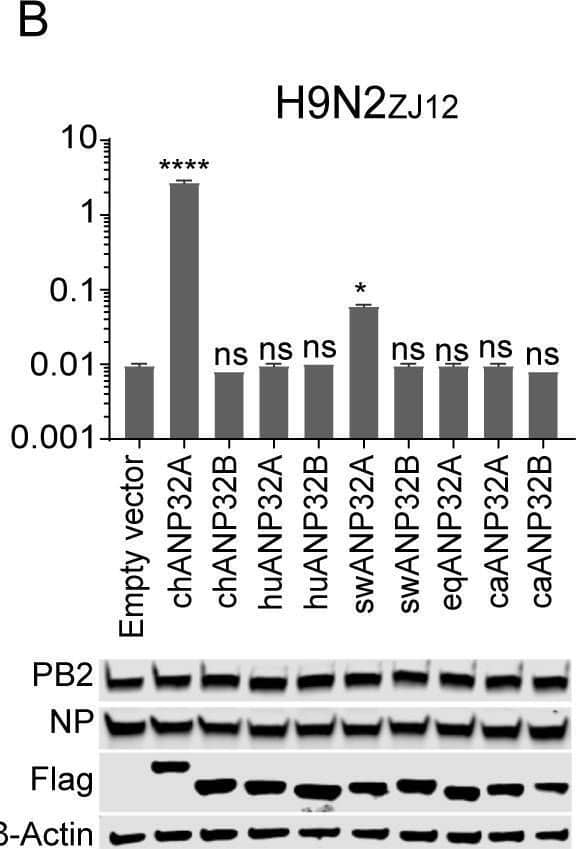 Influenza A H1N1 PB2 Antibody - BSA Free