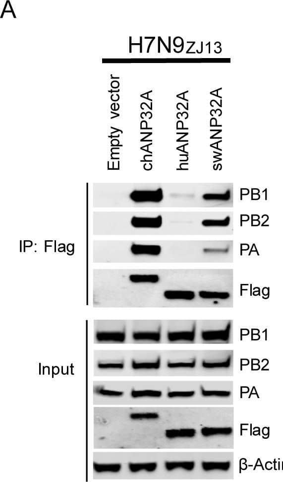Influenza A H1N1 PB2 Antibody - BSA Free