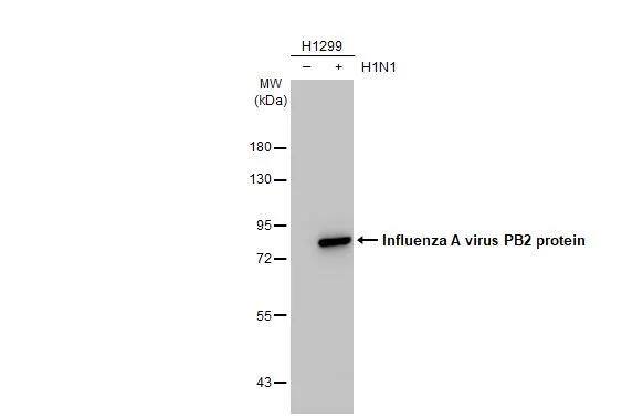 Influenza A H1N1 PB2 Antibody - BSA Free