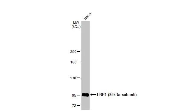 LRP-1 Antibody