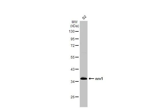 nrv1 Antibody