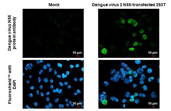 Dengue Virus NS5 Antibody