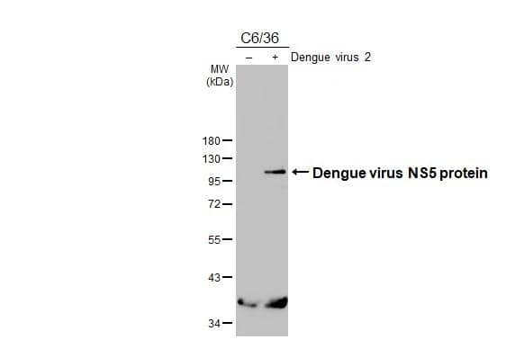 Dengue Virus NS5 Antibody