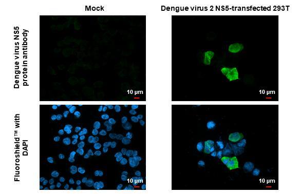 Dengue Virus NS5 Antibody
