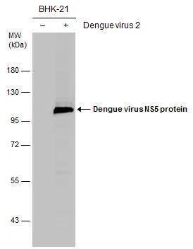 Dengue Virus NS5 Antibody