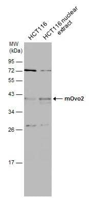 OVOL2 Antibody