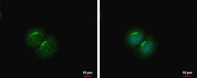 PCOLCE2 Antibody - BSA Free