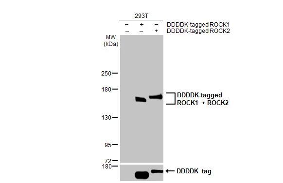ROCK1 Antibody (261)