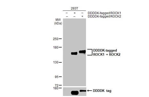 ROCK1 Antibody (464)