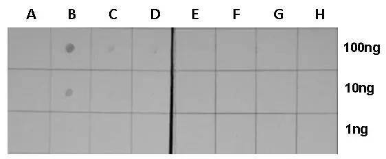HIST1H3A [ac Lys18] Antibody
