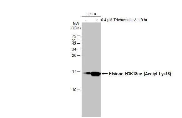 HIST1H3A [ac Lys18] Antibody