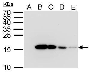 His Tag Antibody (359) - Azide and BSA Free