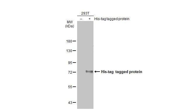 His Tag Antibody (359) - Azide and BSA Free