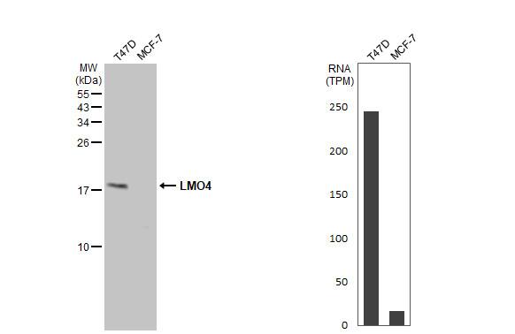 LMO4 Antibody