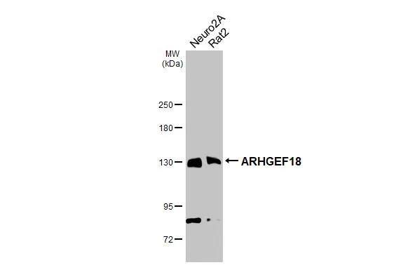 p114RhoGEF Antibody (1972) - Azide and BSA Free