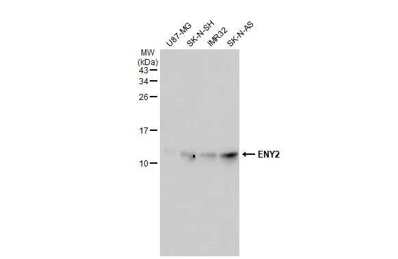 ENY2 Antibody (245) - Azide and BSA Free