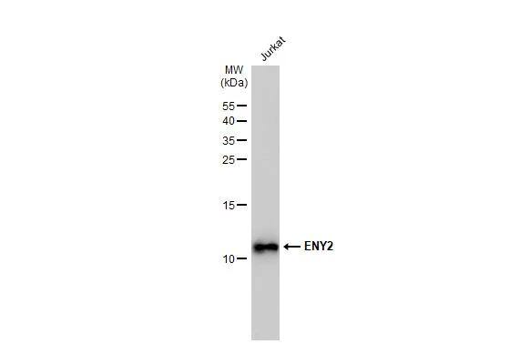 ENY2 Antibody (245) - Azide and BSA Free