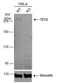 TET2 Antibody (649)
