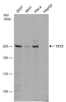 TET2 Antibody (649) - Azide and BSA Free