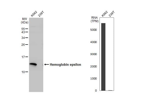 Hemoglobin epsilon Antibody
