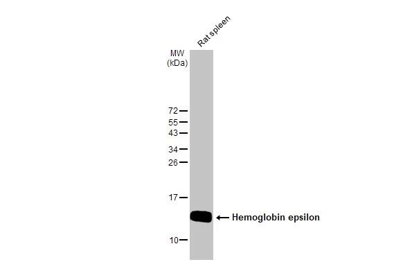 Hemoglobin epsilon Antibody