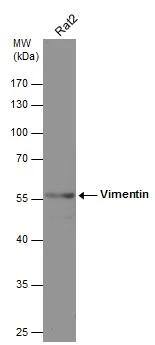 Vimentin Antibody (812) - Azide and BSA Free