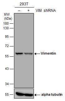 Vimentin Antibody (812) - Azide and BSA Free
