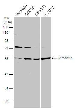 Vimentin Antibody (812) - Azide and BSA Free